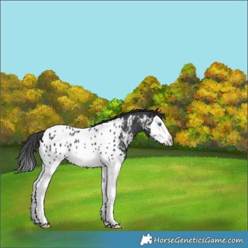 Horse Color:Black Splash Appaloosa 