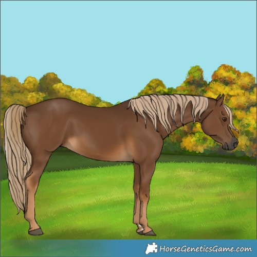 Horse Color:Gray Chocolate Palomino 