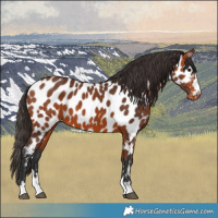 Horse Color:Bay Appaloosa 