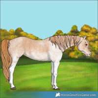 Horse Color:White Spotted Red Roan 