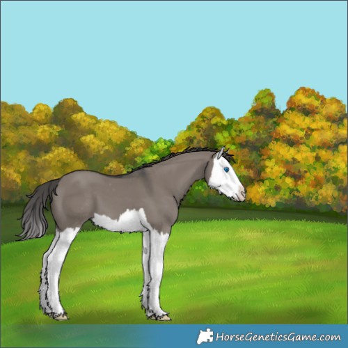 Horse Color:Grullo Splash Appaloosa 
