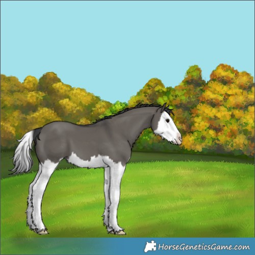 Horse Color:Grullo Splash 