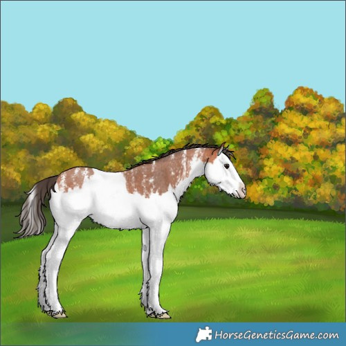 Horse Color:Bay Sabino Splash Appaloosa 