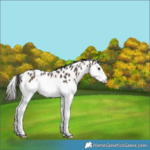 Horse Color:Brown Dun Splash Appaloosa 