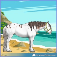 Horse Color:Brown Splash Near Leopard 