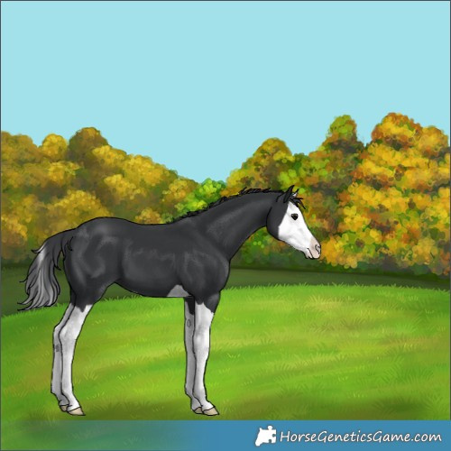 Horse Color:Black Splash 