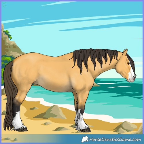 Horse Color:Buckskin Dun 