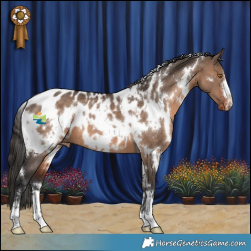 Horse Color:White Spotted Brown Dun Appaloosa 