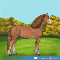 Horse Color:Chestnut 