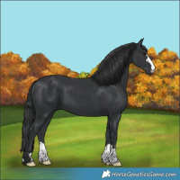 Horse Color:Black 