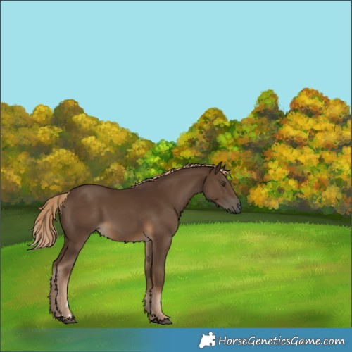 Horse Color:Gray Chocolate Palomino
