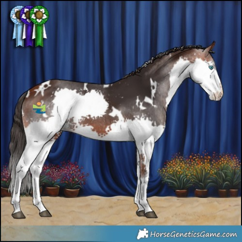 Horse Color:White Spotted Bay Splash 