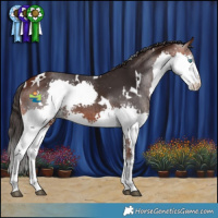 Horse Color:White Spotted Bay Splash 