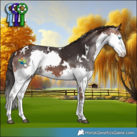 Horse Color:White Spotted Bay Splash 