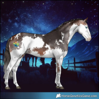 Horse Color:White Spotted Bay Splash 