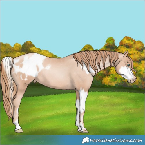 Horse Color:White Spotted Gold Champagne Pearl Rabicano and Gold Champagne Pearl Blanket Rabicano