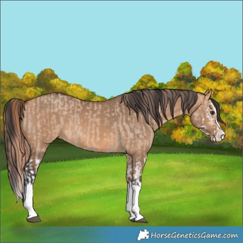 Horse Color:Red Dun Splash  and Bay Dun Splash 