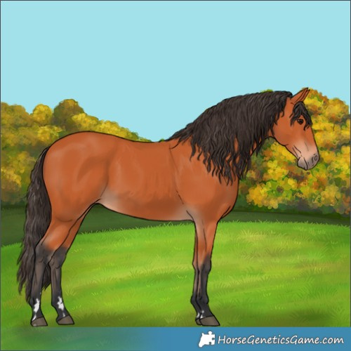 Horse Color:Bay 