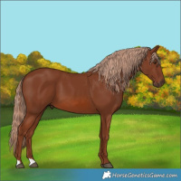 Horse Color:Chestnut 