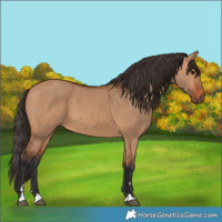 Horse Color:Bay Dun 