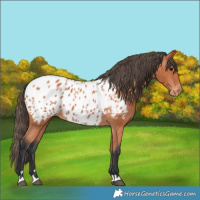 Horse Color:Bay Appaloosa 