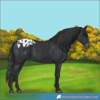 Horse Color:Black Appaloosa 