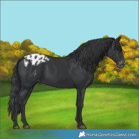 Horse Color:Black Appaloosa