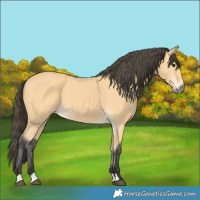 Horse Color:Buckskin