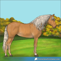 Horse Color:Palomino 
