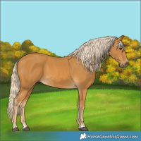 Horse Color:Palomino 