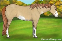 Horse Color:Red Dun Sabino 