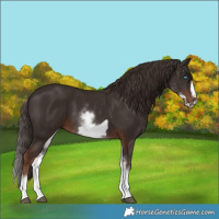 Horse Color:White Spotted Liver Chestnut Frame