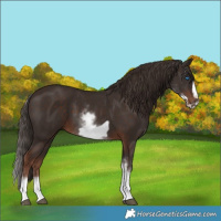 Horse Color:White Spotted Liver Chestnut Frame