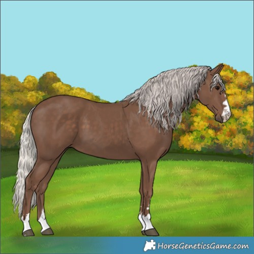 Horse Color:Silver Black
