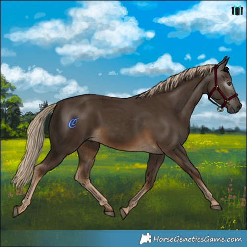 Horse Color:Gray Chocolate Palomino 