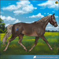 Horse Color:Gray Chocolate Palomino 