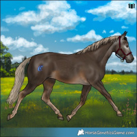 Horse Color:Gray Chocolate Palomino 