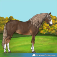 Horse Color:Gray Chocolate Palomino 