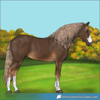 Horse Color:Gray Chocolate Palomino 