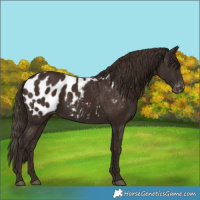 Horse Color:Liver Chestnut Appaloosa 