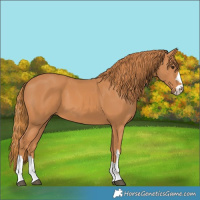 Horse Color:Chestnut 