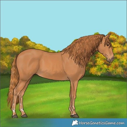 Horse Color:Chestnut 