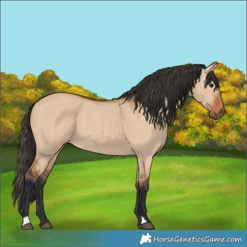 Horse Color:Bay Dun 