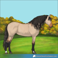 Horse Color:Bay Dun 