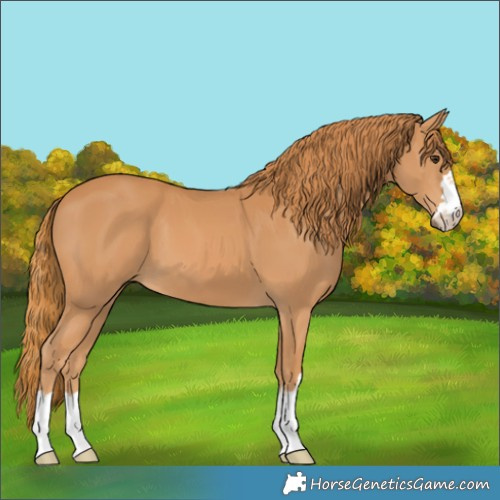Horse Color:Chestnut 