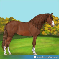 Horse Color:Chestnut 