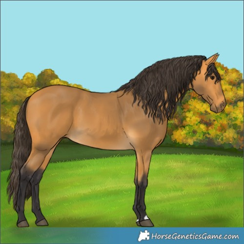 Horse Color:Buckskin 