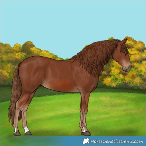 Horse Color:Chestnut 