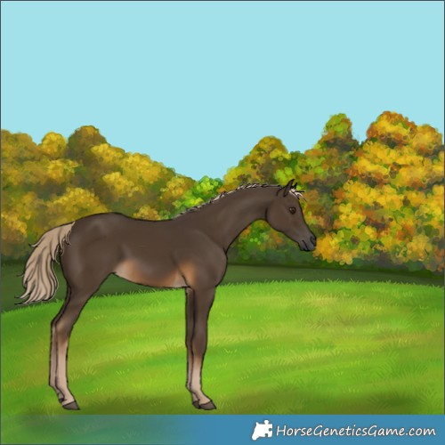 Horse Color:Gray Chocolate Palomino 