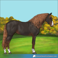 Horse Color:Liver Chestnut 
